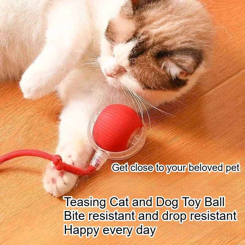 Dog and cat teaser ball toy